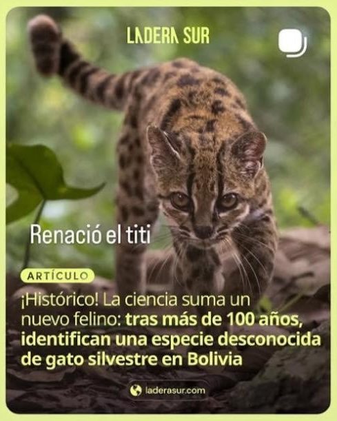 Ladera Sur story about a newly identified wild cat in Bolivia